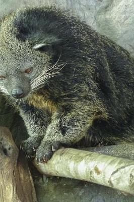 Book cover for My Favorite Animal, Arctictis Binturong Journal