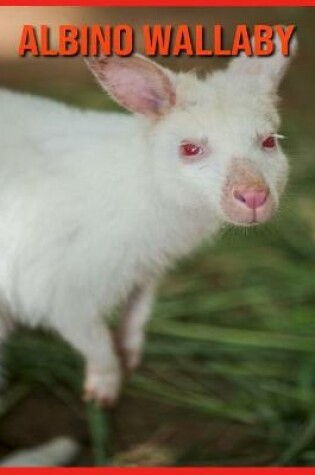 Cover of Albino Wallaby