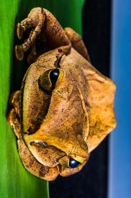 Book cover for Thoughtful Tree Frog Journal