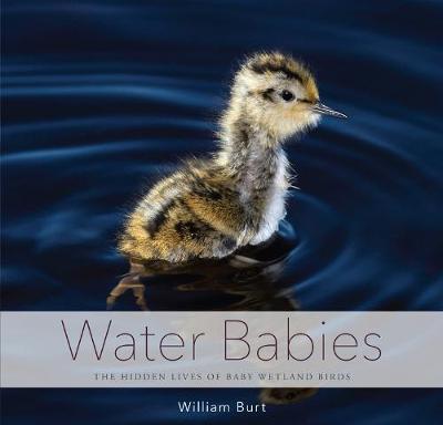 Book cover for Water Babies