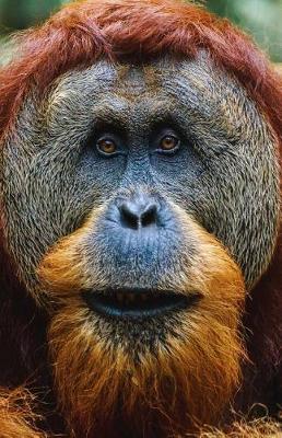 Book cover for Orangutan Journal