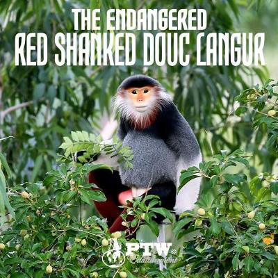 Book cover for The Endangered Red Shanked Douc Langur