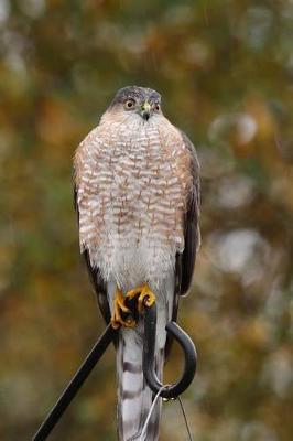 Book cover for The Sharp Shinned Hawk Journal