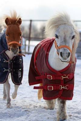 Book cover for Miniature Horses in Warm Blankets Winter Journal