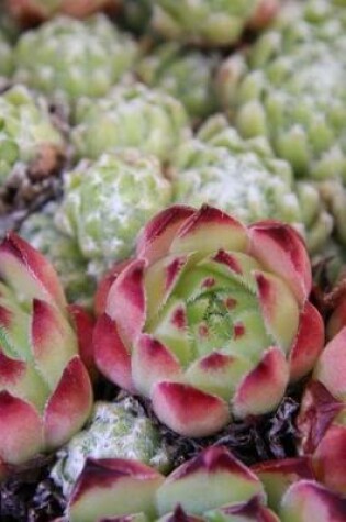 Cover of Beautiful Red Artichokes at the Farmer's Market Journal