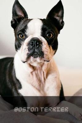 Book cover for Boston Terrier