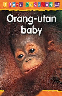 Book cover for Orang-utan Baby