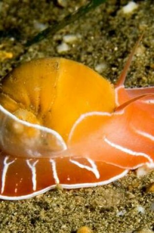 Cover of A Moon Snail on the Ocean Floor