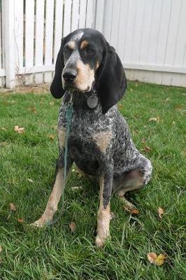 Book cover for Bluetick Coonhound Dog Sitting in the Grass Journal