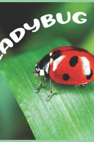 Cover of Ladybug 2022 Calendar