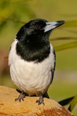 Cover of Black and White Butcherbird Journal