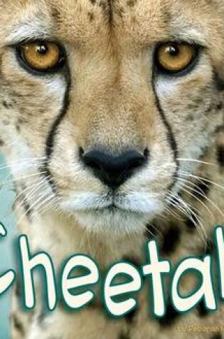 Cover of Cheetahs