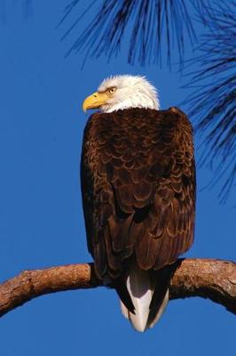 Book cover for Bald Eagle Notebook