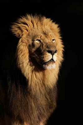 Book cover for Male African Lion Portrait Journal