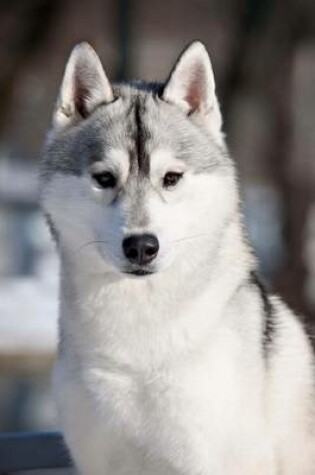 Cover of Siberian Husky Dog in Lapland Journal