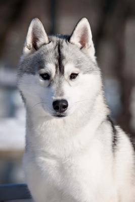 Book cover for Siberian Husky Dog in Lapland Journal