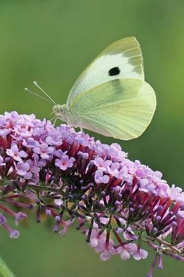 Book cover for Cabbage White Butterfly, for the Love of Nature