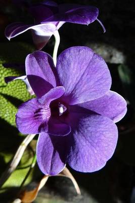 Book cover for Dendrobium Purple Orchid, for the Love of Flowers