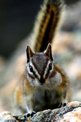 Book cover for Chipmunk Journal