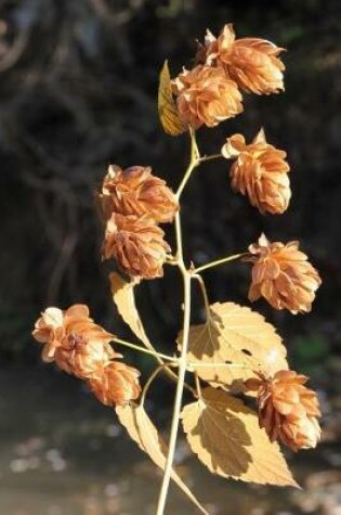 Cover of Dried Hops (Humulus Lupulus) Plant Journal