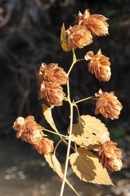 Book cover for Dried Hops (Humulus Lupulus) Plant Journal