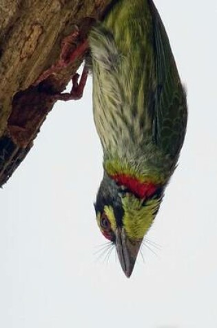 Cover of Coppersmith Barbet, Birds of the World