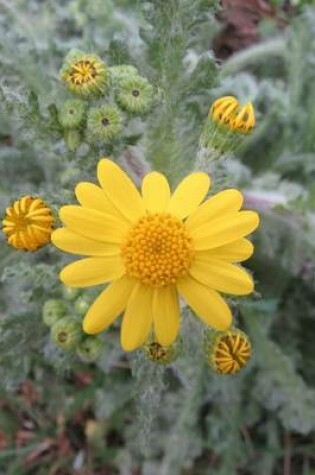 Cover of Senecio Vernalis Eastern Groundsel Flower Blooming