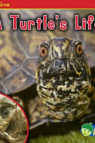 Cover of A Turtle's Life