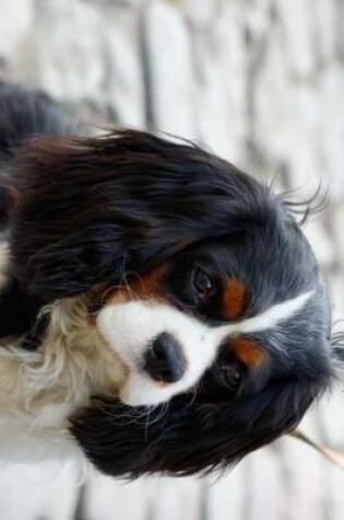 Cover of A Pensive Cavalier King Charles Spaniel Journal