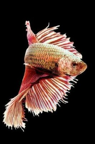 Cover of Red & Purple Betta Siamese Fighting