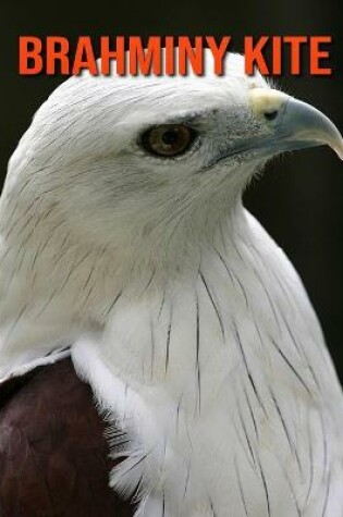 Cover of Brahminy kite