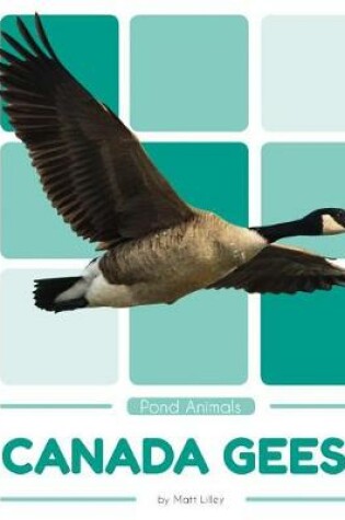 Cover of Canada Geese