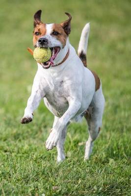 Cover of The Danish-Swedish Farmdog Dog Journal