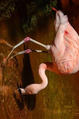 Book cover for Flamingo Wading in Florida, Birds of the World