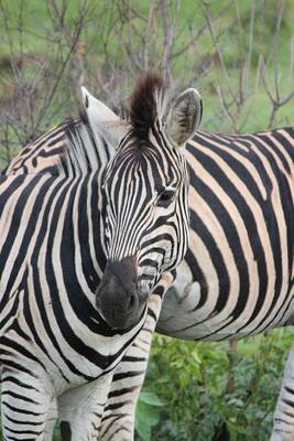 Book cover for African Zebra Animal Journal