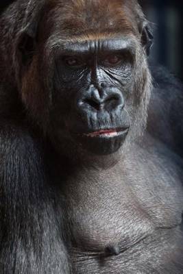 Book cover for Portrait of a Gorilla (for the Love of Animals)