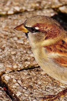 Book cover for A Cute Little Sparrow on the Bricks Journal