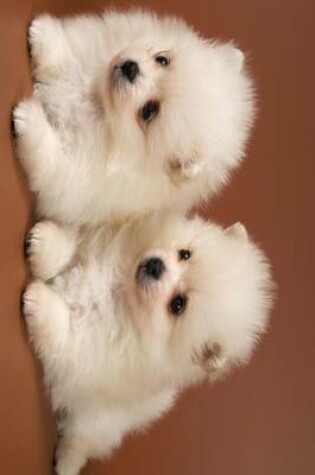 Cover of Two Fluffy Cute Spitz Puppies