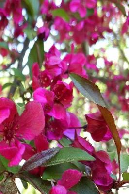 Book cover for 2019 Weekly Planner Pretty Pink Flowering Tree Blooms 134 Pages