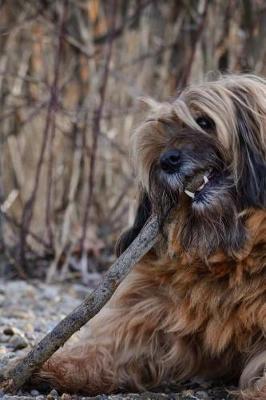 Book cover for Tibetan Terrier Chewing on a Stick Journal