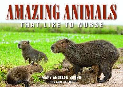 Cover of Amazing Animals