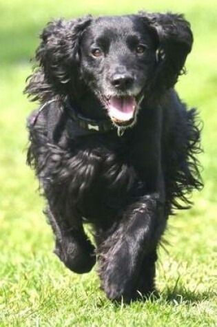 Cover of Black Cocker Spaniel Racing Through the Grass Journal