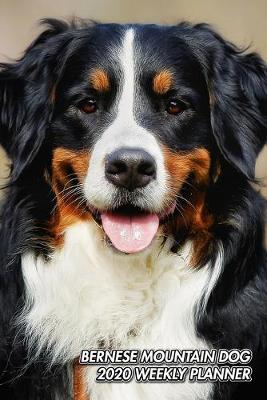 Book cover for Bernese Mountain Dog 2020 Weekly Planner