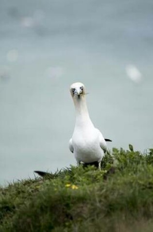 Cover of Gannet Watching on a Cliff by the Sea