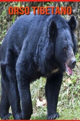 Cover of Orso Tibetano