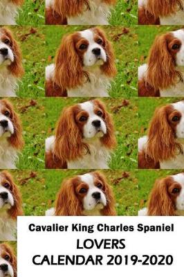 Book cover for Cavalier King Charles Spaniel Lovers Calendar 2019-2020