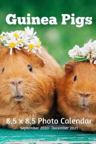 Cover of Guinea Pigs 8.5 X 8.5 Calendar September 2020 -December 2021