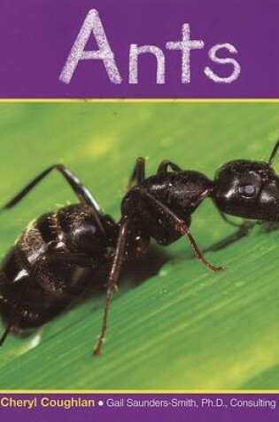 Cover of Ants