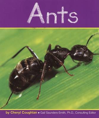 Cover of Ants