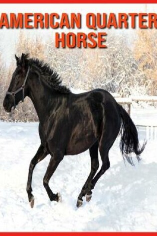 Cover of American Quarter Horse